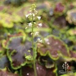 Heucherella Solar Eclipse - Foamy Bells 16 Heucherella Solar Eclipse - Foamy Bells -Bloom Field Shop apo heuchera solar eclipse flowers 1