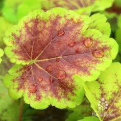 Heucherella Solar Eclipse - Foamy Bells 21 Heucherella Solar Eclipse - Foamy Bells -Bloom Field Shop apo heuchera solar eclipse leaf