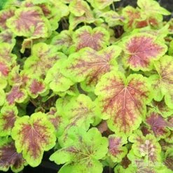 Heucherella Solar Eclipse - Foamy Bells 25 Heucherella Solar Eclipse - Foamy Bells -Bloom Field Shop apo heuchera solar eclipse plants