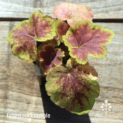 Heucherella Solar Eclipse - Foamy Bells 6 Heucherella Solar Eclipse - Foamy Bells - Image 4