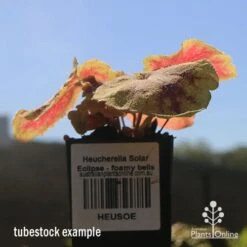 Heucherella Solar Eclipse - Foamy Bells 20 Heucherella Solar Eclipse - Foamy Bells -Bloom Field Shop apo heuchera solar eclipse tubestock winter