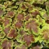 Heucherella Solar Eclipse - Foamy Bells -Bloom Field Shop apo heuchera solar eclipse 1