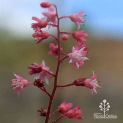 Heucherella Tapestry - Foamy Bells -Bloom Field Shop apo heucherella tapestry flowers 2 1