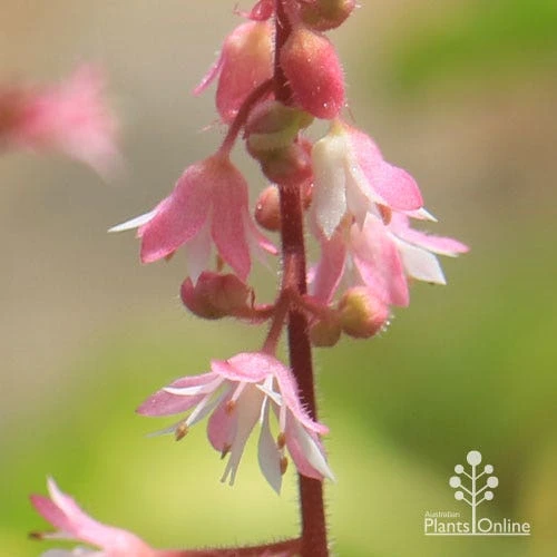 Heucherella Tapestry - Foamy Bells 10 Heucherella Tapestry - Foamy Bells - Image 8