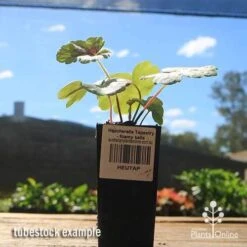 Heucherella Tapestry - Foamy Bells 21 Heucherella Tapestry - Foamy Bells -Bloom Field Shop apo heucherella tapestry tubestock