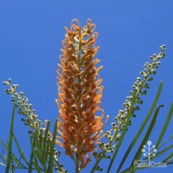 Grevillea Honey Gem 32 Grevillea Honey Gem -Bloom Field Shop apo honey gem flower blue sky