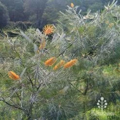 Grevillea Honey Gem 35 Grevillea Honey Gem -Bloom Field Shop apo honey gem grevillea bushes silvery