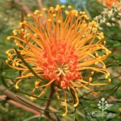 Grevillea Honey Gem 28 Grevillea Honey Gem -Bloom Field Shop apo honey gem grevillea flower full open