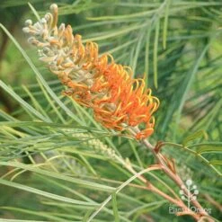 Grevillea Honey Gem 33 Grevillea Honey Gem -Bloom Field Shop apo honey gem grevillea flowerbud