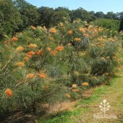 Grevillea Honey Gem 30 Grevillea Honey Gem -Bloom Field Shop apo honey gem grevilleas in paddock