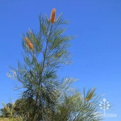 Grevillea Honey Gem 31 Grevillea Honey Gem -Bloom Field Shop apo honey gem nursery blue sky