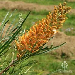 Grevillea Honey Gem 27 Grevillea Honey Gem -Bloom Field Shop apo honey gem nursery flower