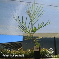 Grevillea Honey Gem 22 Grevillea Honey Gem -Bloom Field Shop apo honey gem tubestock large