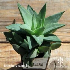 Haworthia Savanna - Succulent -Bloom Field Shop apo howarthia savanna lage size