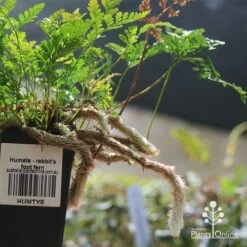 Humata - Rabbit's Foot Fern -Bloom Field Shop apo humata fern aerial roots