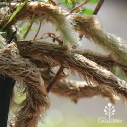 Humata - Rabbit's Foot Fern -Bloom Field Shop apo humata fern aerial roots close
