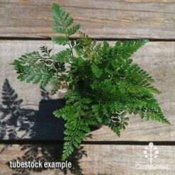 Humata - Rabbit's Foot Fern -Bloom Field Shop apo humata fern tubestock