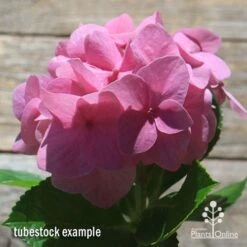 Hydrangea Alpengluhen 10 Hydrangea Alpengluhen -Bloom Field Shop apo hydrangea alpengluhen flower