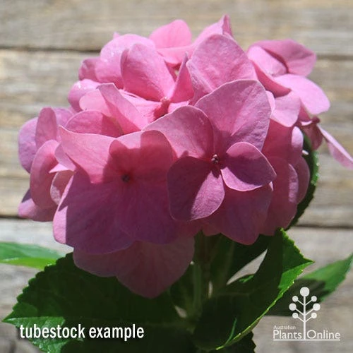 Hydrangea Alpengluhen 6 Hydrangea Alpengluhen - Image 4