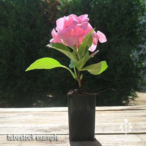 Hydrangea Alpengluhen 7 Hydrangea Alpengluhen - Image 5