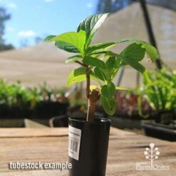 Hydrangea Ayesha 19 Hydrangea Ayesha -Bloom Field Shop apo hydrangea ayesha tubestock