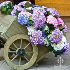 Hydrangea Assorted -Bloom Field Shop apo hydrangea cart