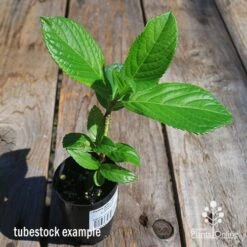 Hydrangea Jogasaki - Fireworks Hydrangea 12 Hydrangea Jogasaki - Fireworks Hydrangea -Bloom Field Shop apo hydrangea fireworks tubestock