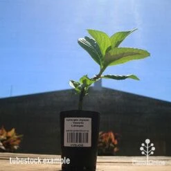 Hydrangea Jogasaki - Fireworks Hydrangea 14 Hydrangea Jogasaki - Fireworks Hydrangea -Bloom Field Shop apo hydrangea fireworks tubestock2