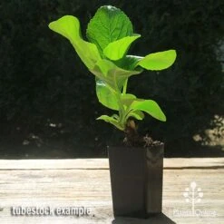 Hydrangea Assorted -Bloom Field Shop apo hydrangea macrophylla tubestock