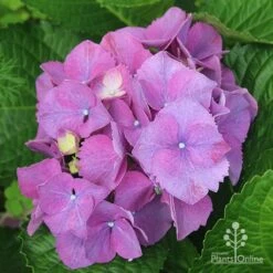 Hydrangea Assorted -Bloom Field Shop apo hydrangea purple nursery