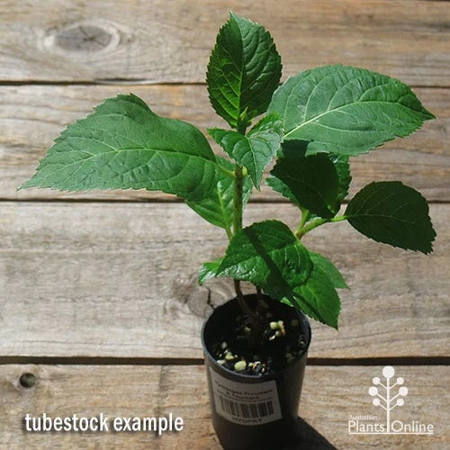 Hydrangea President R Touchard 4 Hydrangea President R Touchard - Image 2