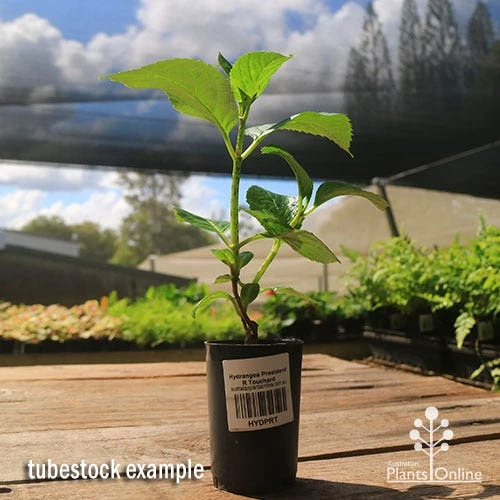 Hydrangea President R Touchard 6 Hydrangea President R Touchard - Image 4