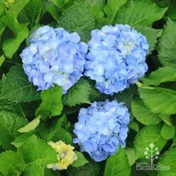 Hydrangea Assorted -Bloom Field Shop apo hydrangeas nursery