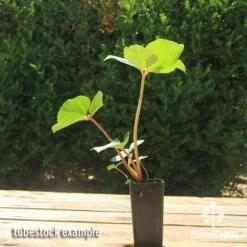 Hellebore Ice Breaker Max - Winter Rose -Bloom Field Shop apo icebreaker max hellebore tubestock