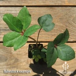 Hellebore Ice Breaker Max - Winter Rose -Bloom Field Shop apo icebreaker max hellebore tubestock top