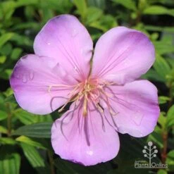 Tibouchina Illusion -Bloom Field Shop apo illusion pink