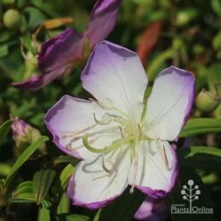 Tibouchina Illusion -Bloom Field Shop apo illusion tibouchina sunshine