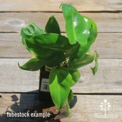Philodendron Imbe 17 Philodendron Imbe -Bloom Field Shop apo imbe philodendron tubestock top