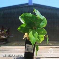 Philodendron Imbe 11 Philodendron Imbe -Bloom Field Shop apo imbe philodendron tubestock2