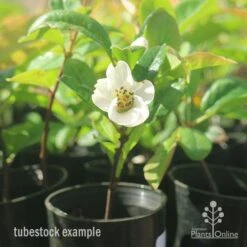 Chaenomeles Nivalis - Japanese Quince -Bloom Field Shop apo japanese quince nivalis