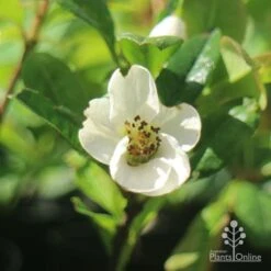 Chaenomeles Nivalis - Japanese Quince -Bloom Field Shop apo japanese quince nivalis flower