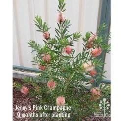 Callistemon Pink Champagne 21 Callistemon Pink Champagne -Bloom Field Shop apo jennys pink champagne