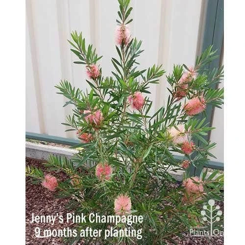 Callistemon Pink Champagne 9 Callistemon Pink Champagne - Image 7