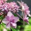Hydrangea Jogasaki - Fireworks Hydrangea 1 Hydrangea Jogasaki - Fireworks Hydrangea -Bloom Field Shop apo jogasaki fireworks floret