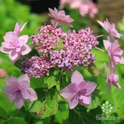 Hydrangea Jogasaki - Fireworks Hydrangea 13 Hydrangea Jogasaki - Fireworks Hydrangea -Bloom Field Shop apo jogasaki fireworks hydrangea