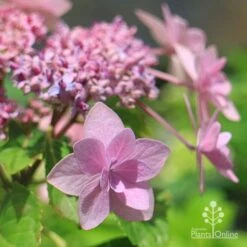 Hydrangea Jogasaki - Fireworks Hydrangea 15 Hydrangea Jogasaki - Fireworks Hydrangea -Bloom Field Shop apo jogasaki hydrangea floret