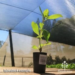 Hydrangea Jogasaki - Fireworks Hydrangea 17 Hydrangea Jogasaki - Fireworks Hydrangea -Bloom Field Shop apo jogasaki tubestock