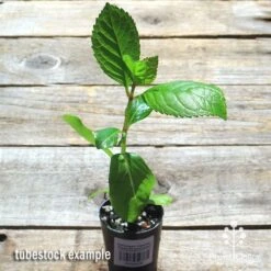 Hydrangea Jogasaki - Fireworks Hydrangea 16 Hydrangea Jogasaki - Fireworks Hydrangea -Bloom Field Shop apo jogasaki tubestock top