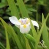 Dietes Tiny Dancer- Wild Iris - 68mm BIGGER Size -Bloom Field Shop apo july dietes tiny dancer