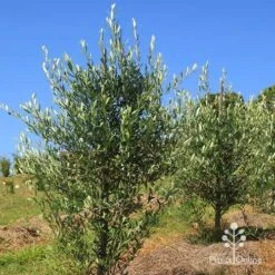 Olive Kalamata -Bloom Field Shop apo kalamata olives nursery